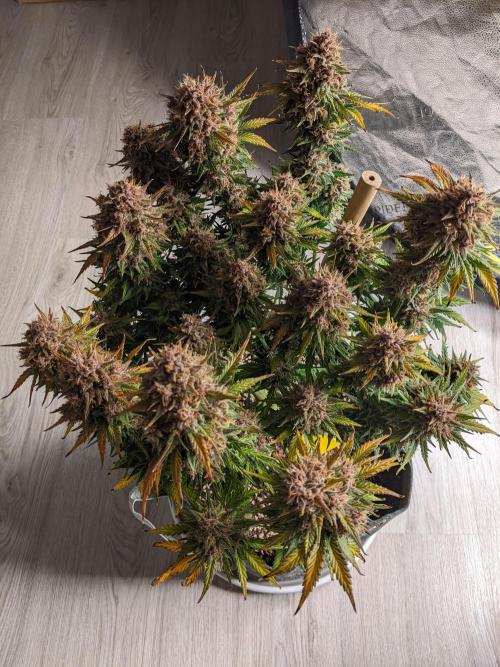 2025 FB - LSD 25; Organic Biotabs. Week 11 - Day 71