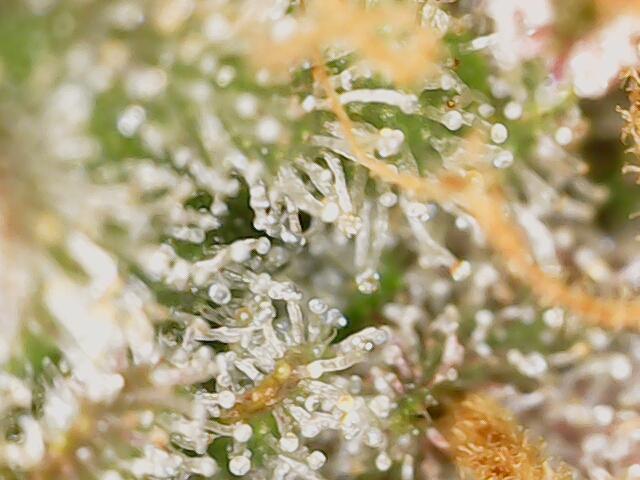 2025 FB - LSD 25; Organic Biotabs. Week 11 - Day 71