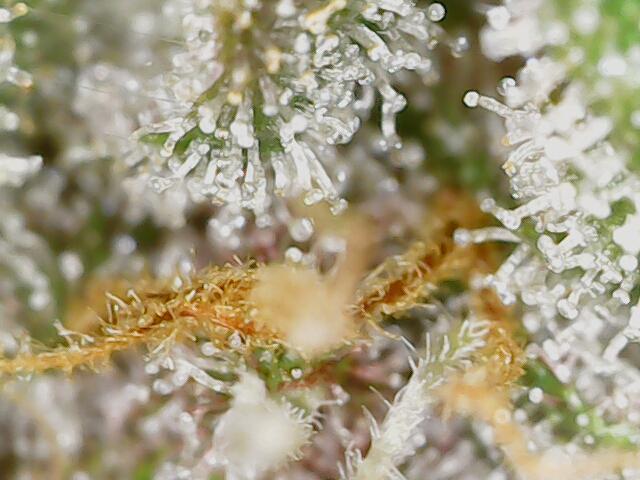 2025 FB - LSD 25; Organic Biotabs. Week 11 - Day 71 