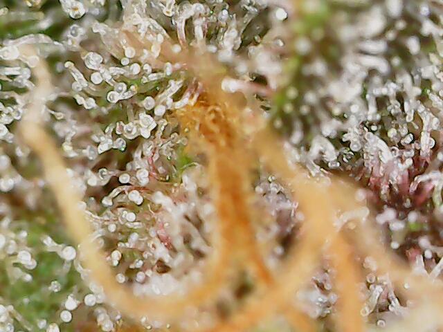 2025 FB - LSD 25; Organic Biotabs. Week 11 - Day 71