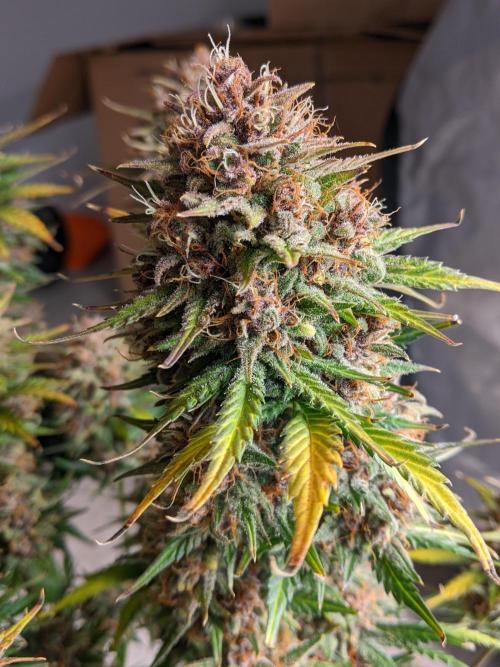 2025 FB - LSD 25; Organic Biotabs. Week 11 - Day 71