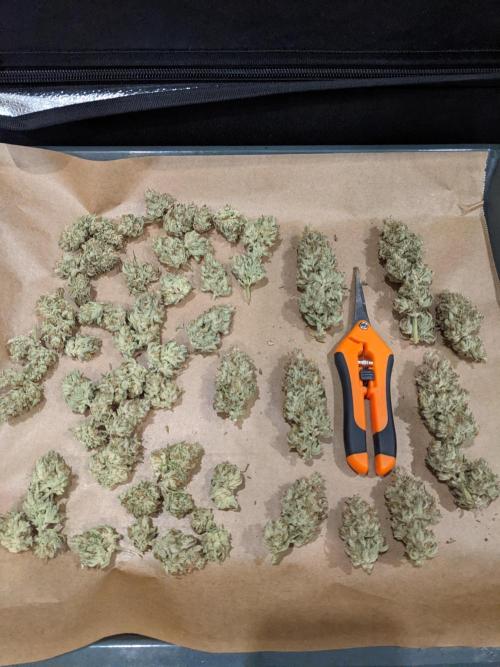 2025 FB - Guava; Organic Biotabs. Week 10 - All trimmed a few flowers are already in bag. 