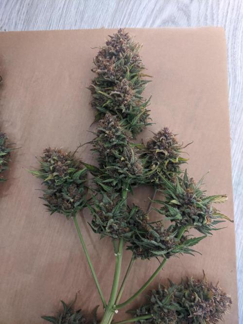 2025 FB - LSD 25; Organic Biotabs. Week 11 - Day 74