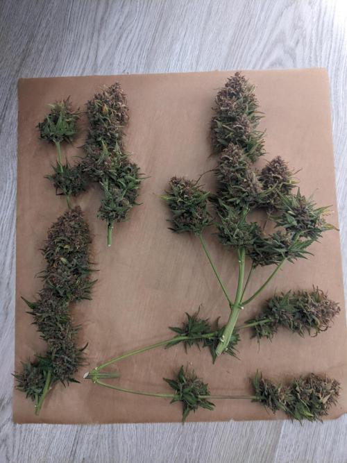 2025 FB - LSD 25; Organic Biotabs. Week 11 - Day 74