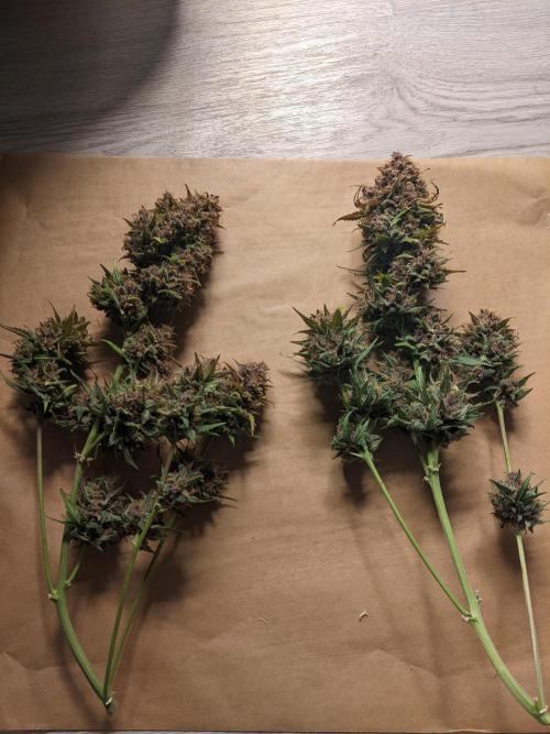 2025 FB - LSD 25; Organic Biotabs. Week 11 - Day 74