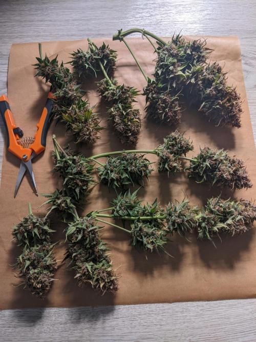 2025 FB - LSD 25; Organic Biotabs. Week 11 - Day 74