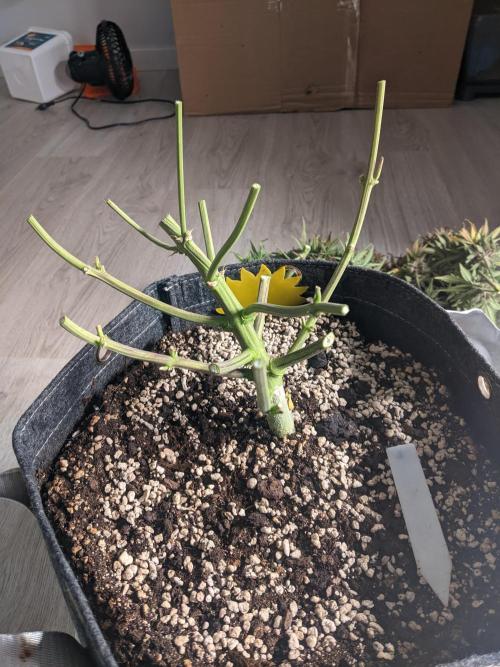 2025 FB - LSD 25; Organic Biotabs. Week 11 - Day 74 #2