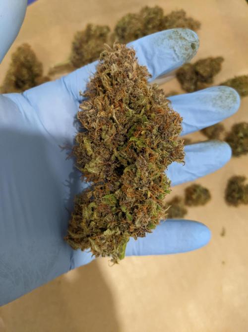 2025 FB - LSD 25; Organic Biotabs. Week 11 - Day 81