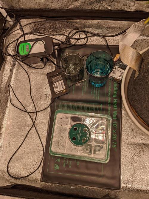 2026 - FB Lemon AK Auto Organic. Week 0 - 7/1 