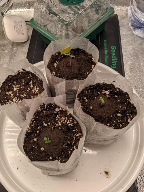 2026 - FB Lemon AK Auto Organic. Week 1 - 10/1 Day 1