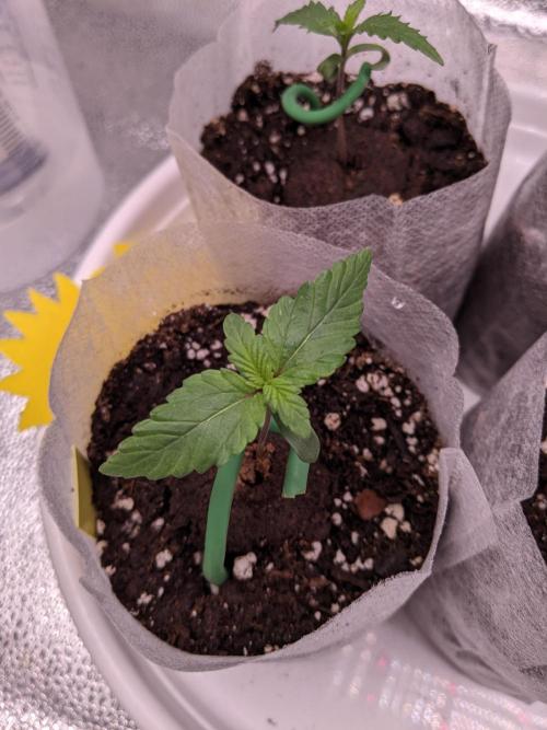 2026 - FB Lemon AK Auto Organic. Week 1 - Day 7