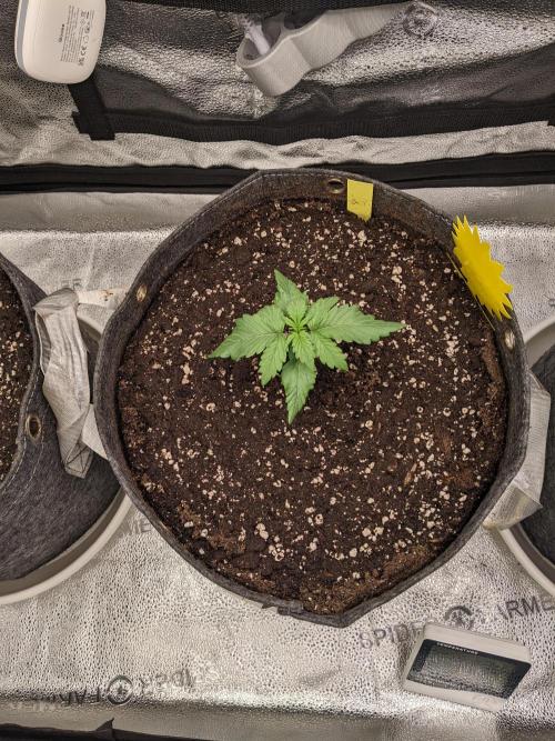2026 - FB Lemon AK Auto Organic. Week 2 - Day 14