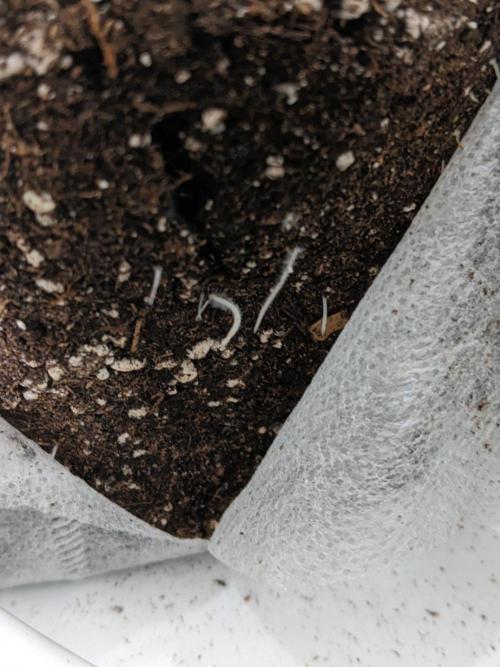 2026 - FB Lemon AK Auto Organic. Week 2 - Day 13