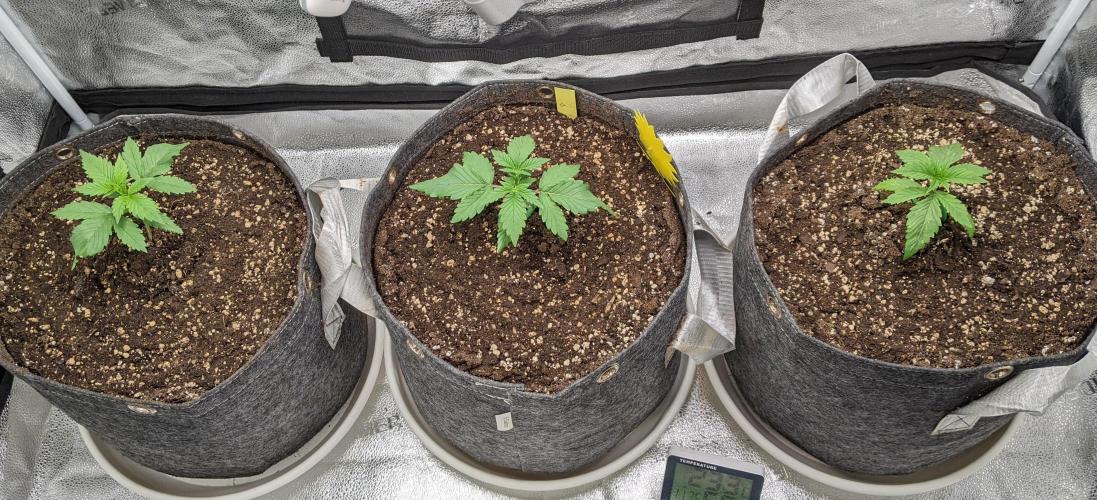 2026 - FB Lemon AK Auto Organic. Week 3 - Day 15