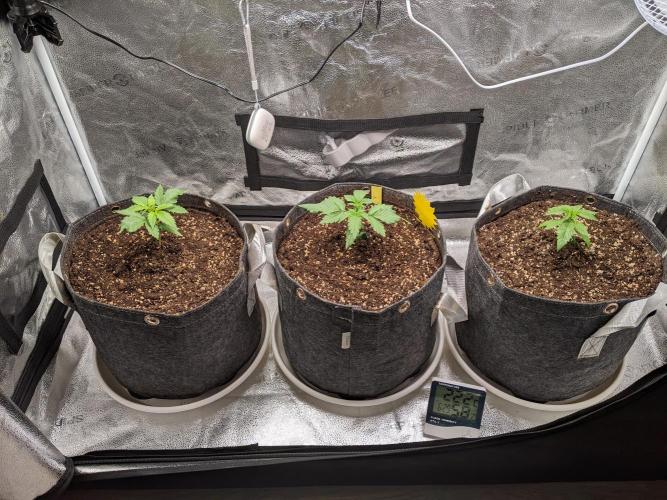 2026 - FB Lemon AK Auto Organic. Week 3