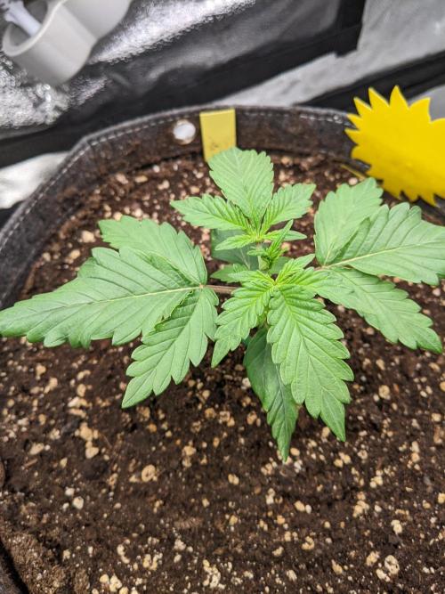 2026 - FB Lemon AK Auto Organic. Week 3 - Day 15