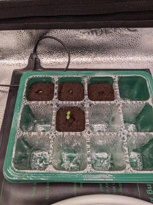 2026 - FB Strawberry Gorilla Organic. Week 0 - 9/1