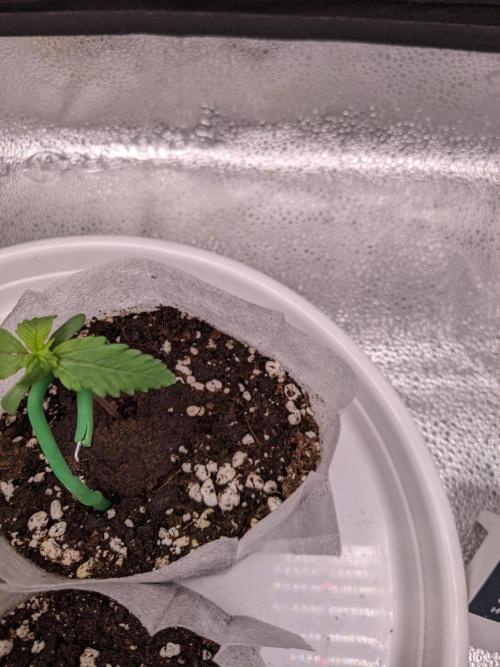 2026 - FB Strawberry Gorilla Organic. Week 1