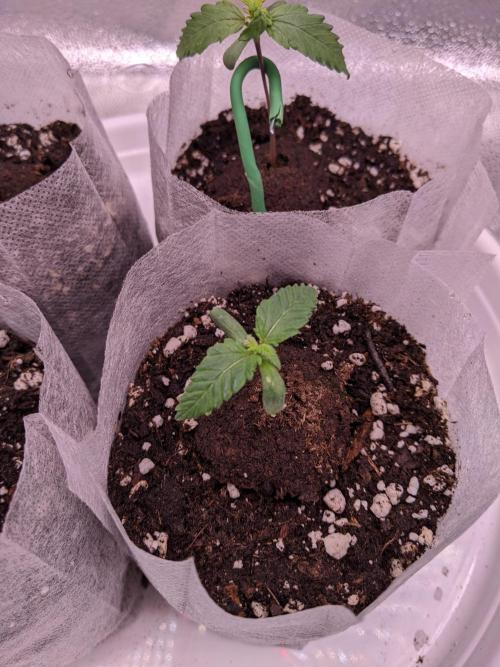 2026 - FB Strawberry Gorilla Organic. Week 1