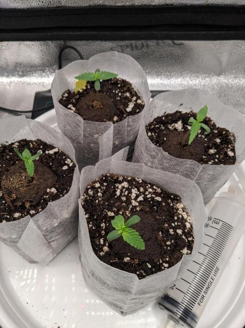 2026 - FB Strawberry Gorilla Organic. Week 1 - Day 6