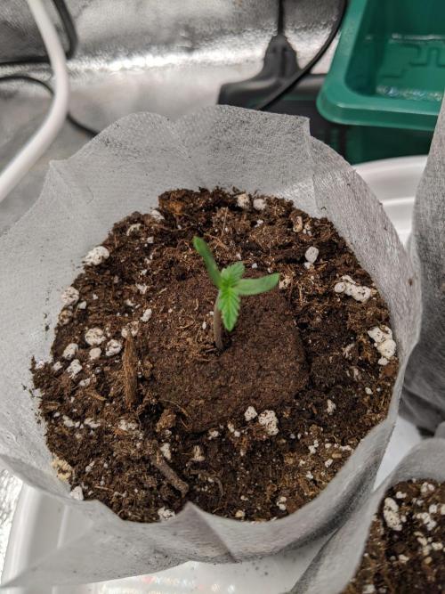 2026 - FB Strawberry Gorilla Organic. Week 1