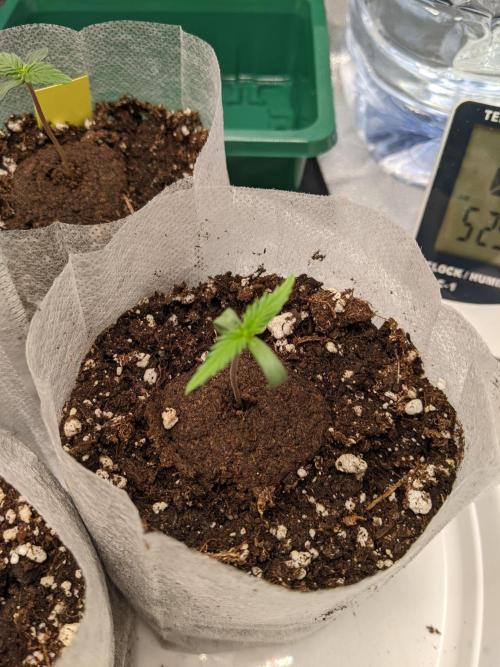 2026 - FB Strawberry Gorilla Organic. Week 1