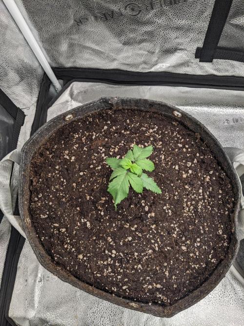 2026 - FB Strawberry Gorilla Organic. Week 2 - Day 13 #1