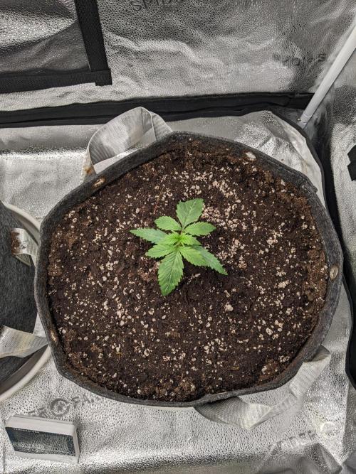 2026 - FB Strawberry Gorilla Organic. Week 2 - Day 13 #2
