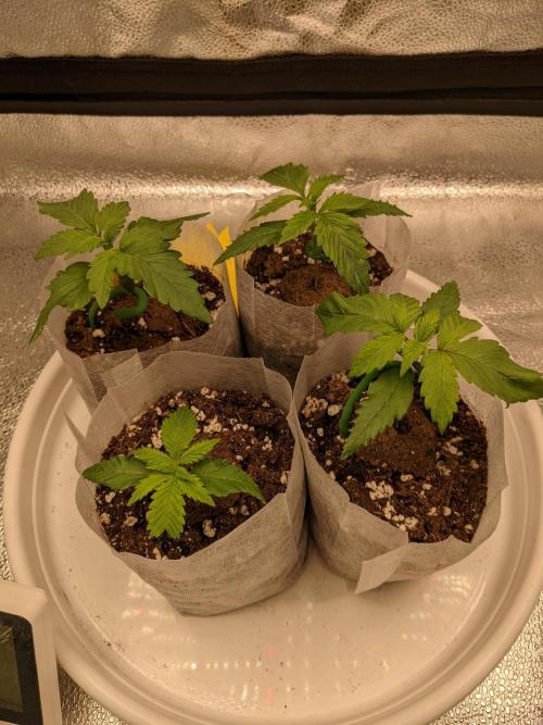 2026 - FB Strawberry Gorilla Organic. Week 2 - Day 12