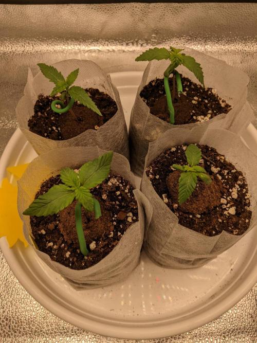 2026 - FB Strawberry Gorilla Organic. Week 2 - Day 8