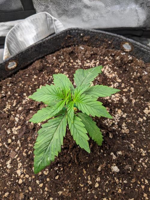 2026 - FB Strawberry Gorilla Organic. Week 3 - Day 15 #2