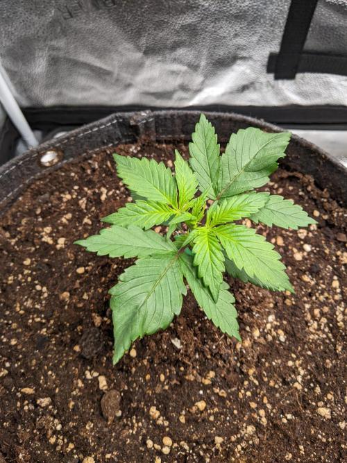 2026 - FB Strawberry Gorilla Organic. Week 3 - Day 15 #1