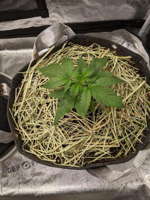 2026 - FB Strawberry Gorilla Organic. Week 3 - Day 18 #2