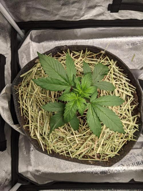 2026 - FB Strawberry Gorilla Organic. Week 3 - Day 18 #1