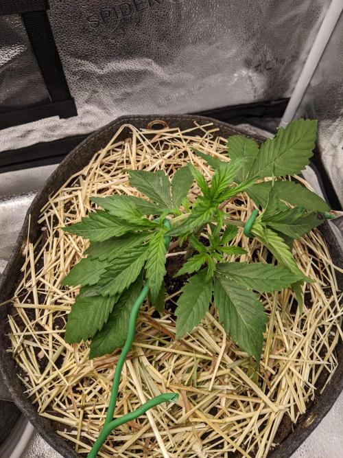 2026 - FB Strawberry Gorilla Organic. Week 3 - Day 21 #2