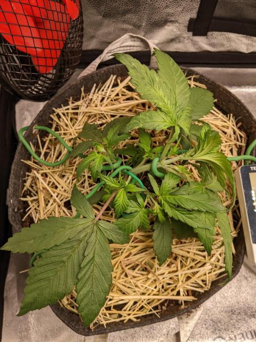 2026 - FB Strawberry Gorilla Organic. Week 3 - Day 21 #1