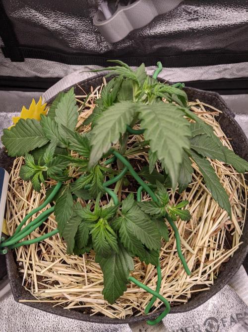 2026 - FB Lemon AK Auto Organic. Week 3 - Day 21 