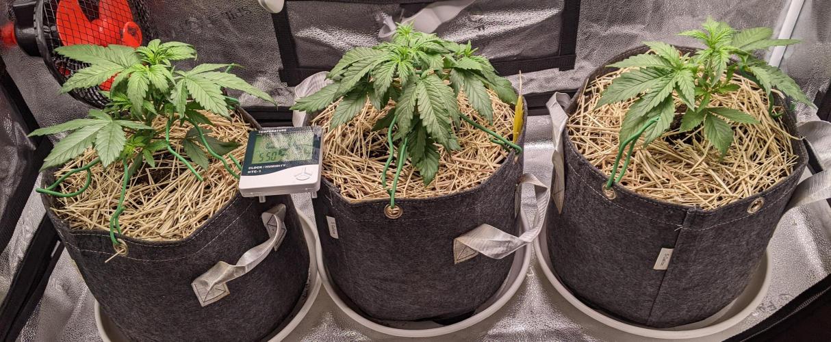 2026 - FB Strawberry Gorilla Organic. Week 4 - Day 22