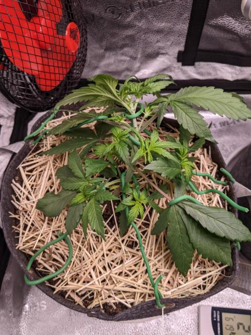 2026 - FB Strawberry Gorilla Organic. Week 4 - Day 22 #1