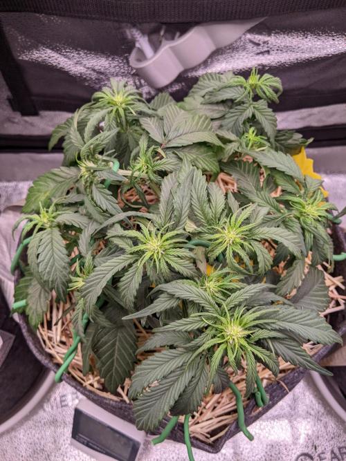 2026 - FB Lemon AK Auto Organic. Week 4 - Day 28