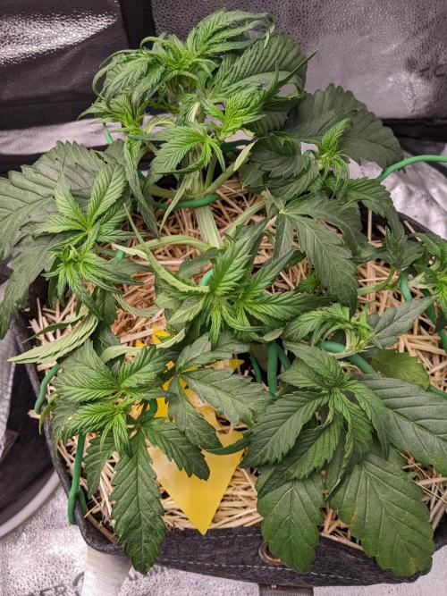 2026 - FB Strawberry Gorilla Organic. Week 4 - Day 28 #2