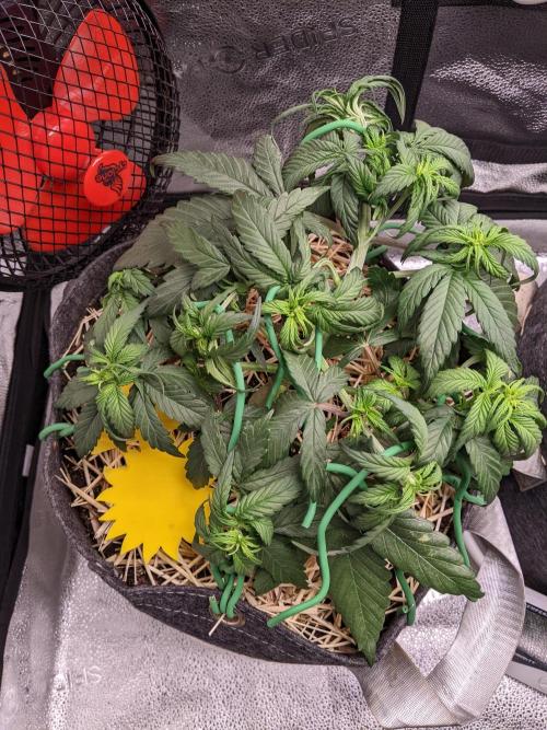 2026 - FB Strawberry Gorilla Organic. Week 4 - Day 28 #1