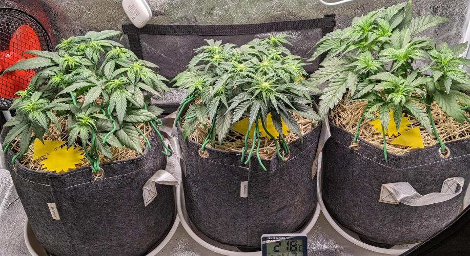 2026 - FB Strawberry Gorilla Organic. Week 5 - Day 29 #1 left, #2 right