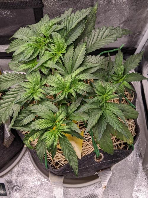 2026 - FB Strawberry Gorilla Organic. Week 5 - Day 29 #2