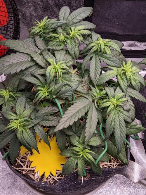 2026 - FB Strawberry Gorilla Organic. Week 5 - Day 29 #1