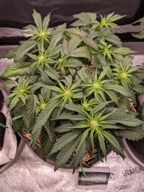 2026 - FB Lemon AK Auto Organic. Week 5 - Day 29