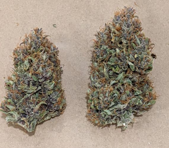 2025 FB - LSD 25; Organic Biotabs. Week 11