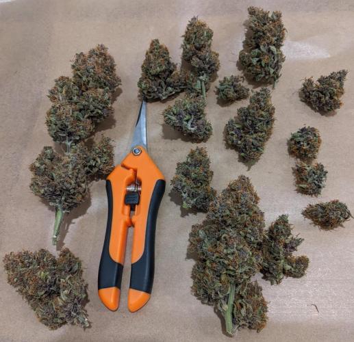 2025 FB - LSD 25; Organic Biotabs. Week 11