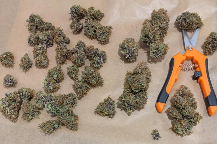 2025 FB - LSD 25; Organic Biotabs. Week 11