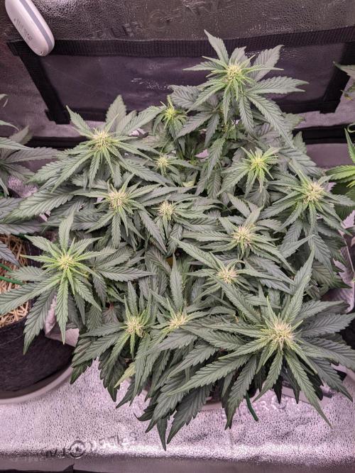 2026 - FB Lemon AK Auto Organic. Week 5 - Day 35